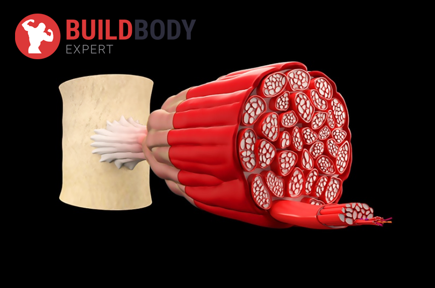 Важно – не количество мышечных волокон, а их объем. Количество мышечных волокон заложено генетикой.